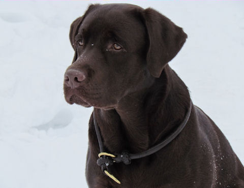 Labrador Bestseller Dressur Hundehalsband aus Spitzenqualität Leder - zum Schließen ins Bild klicken