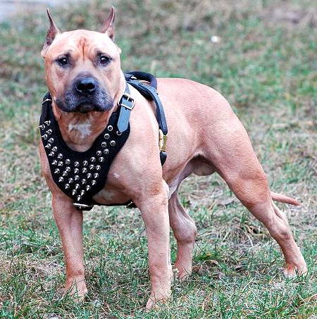 Designer Hundegeschirr Leder für Auslauf