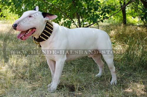 Leather Collar Extra Wide with Brass Spikes for Bull Terrier 