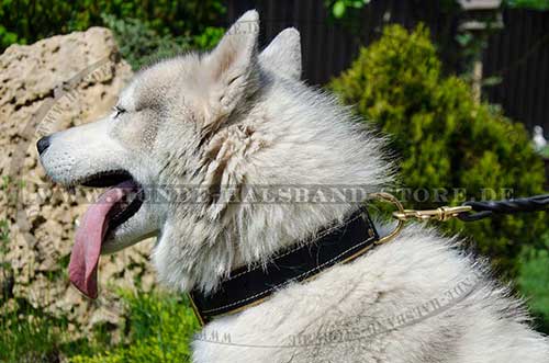 Hunde Halsband Leder + Nappa - zum Schließen ins Bild klicken