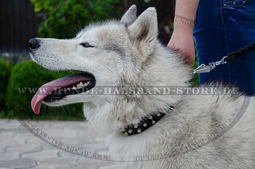 Nieten Halsband für Husky 