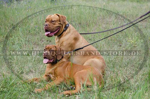 Halsband Leder für Bordeauxdogge Exklusiv mit Konchen ❁❁