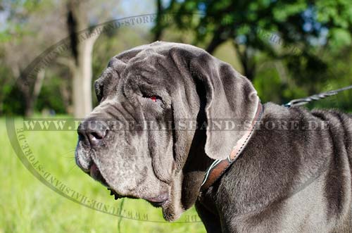 Leder Halsband für Mastino Napoletano, Bemalung Stacheldraht