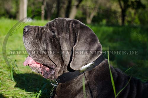 Klassisches Leder Halsband für Mastino Napolet mit ID-Tag 