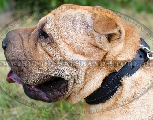 Dick gepolstertes Lederhalsband für Shar Pei