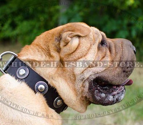 Lederhalsband mit silbrigen Konchen für Shar-Pei