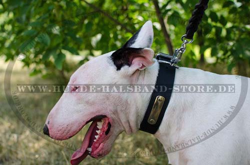 Collar with Name for Bull Terrier 