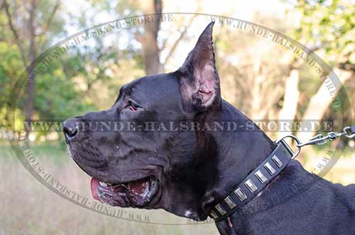 Hunde Halsband Leder mit Platten für Deutsche Dogge 