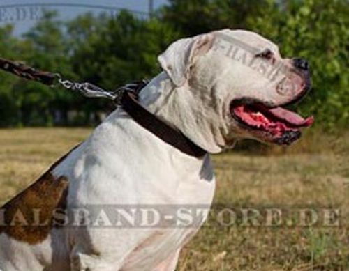 Amerikanische Bulldogge ledernes Halsband eng