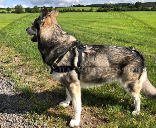 Multi-Task Ledergeschirr für Australian Shepherd - zum Schließen ins Bild klicken