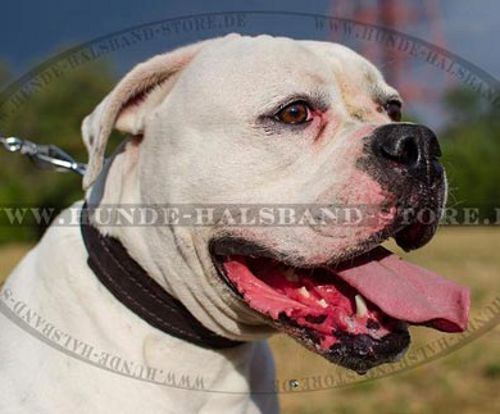 Klassisches Lederhalsband für amerikanische Bulldogge