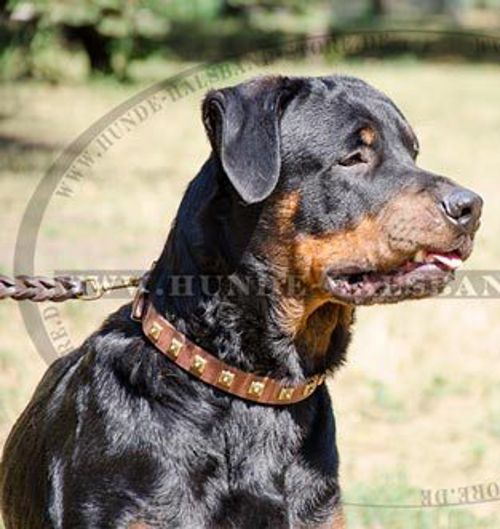 Hundehalsband aus Leder mit Nieten für Rottweiler