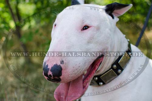 Nietenhalsband mit Pyramiden für Bullterrier