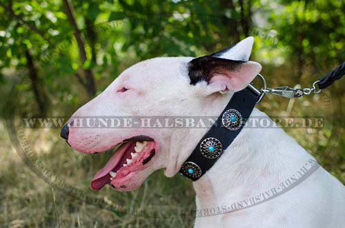 Nietenhalsband mit blauen Steinen für Bullterrier ✰✰✰