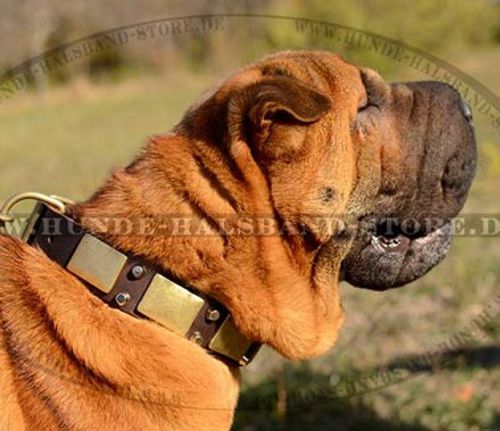 Shar-Pei Halsband mit erstaunlichem Design