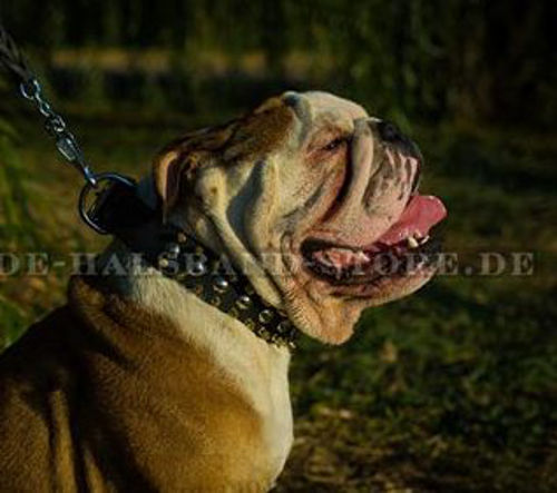 Englische Bulldogge Halsband mit Goldspikes und Nickelnieten - zum Schließen ins Bild klicken