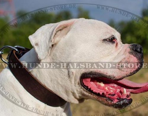 Lederhalsband einfacher Stil für amerikanische Bulldogge