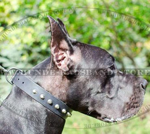 Phantastisches Lederhalsband für Deutsche Dogge - zum Schließen ins Bild klicken