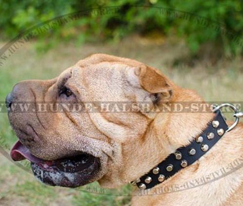 Traumhaftes Lederhalsband mti Pyramiden für Shar-Pei