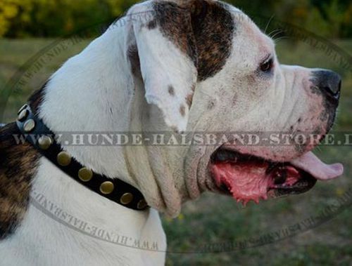 Elegantes Lederhalsband mit Nieten für amerikanische Bulldogge - zum Schließen ins Bild klicken