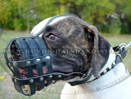 Amerikanische Bulldogge Ledermaulkorb ideal belüftet - zum Schließen ins Bild klicken