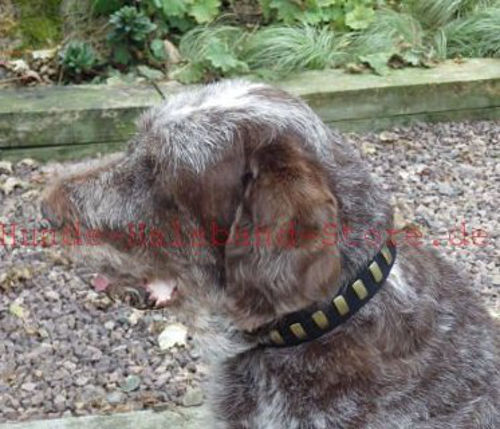 Italian Spinone Lederhalsband- Super Design - zum Schließen ins Bild klicken