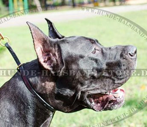 Erstklassiges Zughalsband für Deutsche Dogge - zum Schließen ins Bild klicken