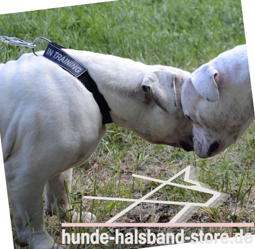 Logohalsband aus Nylon für Hunde