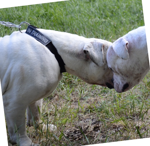 Dog Collar with Patches for American Bulldog