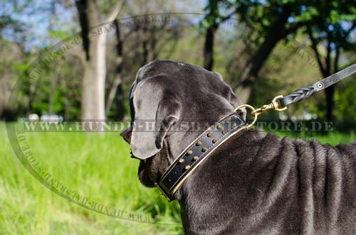 Spiked Collar for Mastino Napoletano with Nappa Padding