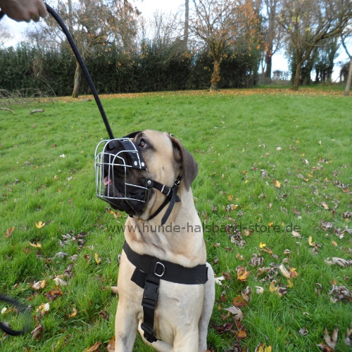 Drahtmaulkorb für Boerboel- die besten Hunde Maulkörbe - zum Schließen ins Bild klicken