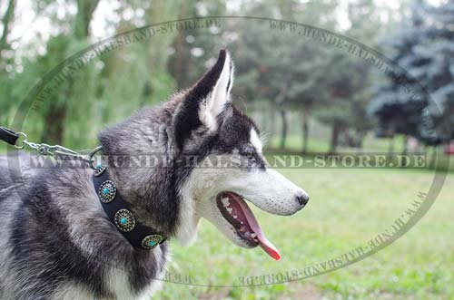 Dog Collar with Blue Stones 