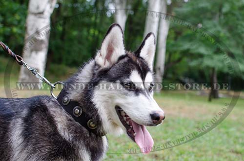 Studded Dog Collar for Alaskan Malamute, Leather + Conchas