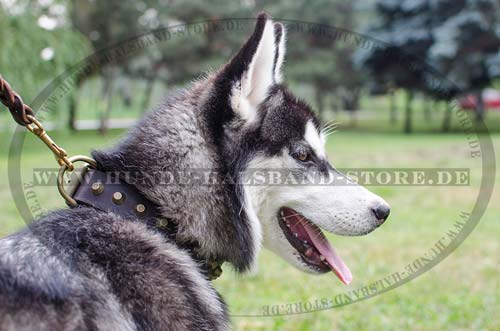 Leather Collar With Brass Pyramids for Alaskan Malamute