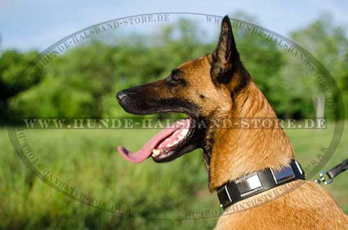 Malinois Hunde Halsband Glänzend - zum Schließen ins Bild klicken
