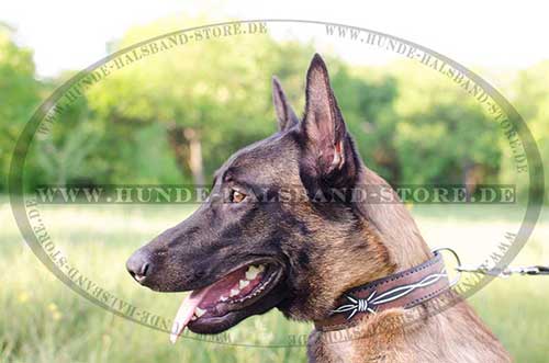 Dog Collar for Malinois with Paint Barbed Wire 