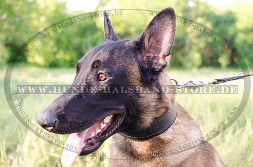 Malinois Dog Collar Padded 