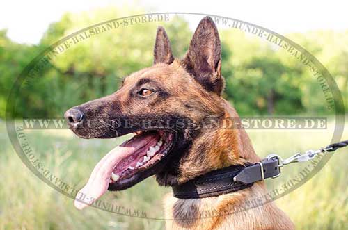 Malinois Hunde Halsband 25 mm Breit 