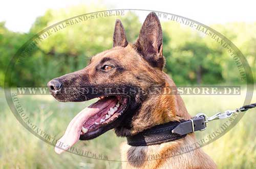 Malinois Dog Collar with Felt Padding 