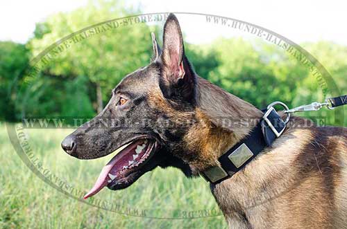 Malinois Hunde Halsband aus Nylon mit Massiven Platten ❺