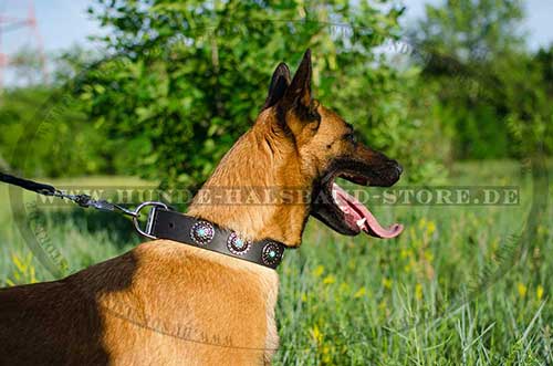 Nietenhalsband für Malinois