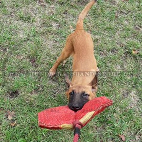 Beißkissen aus French Linen für Malinois Welpen - zum Schließen ins Bild klicken