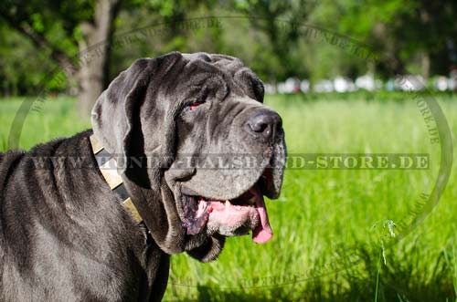 Leather Dog Collar with Metal Plates, Mastino Napoletano