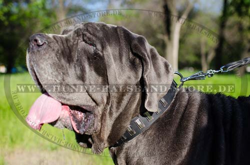 Hunde Halsband Leder für Mastino Napoletano mit Platten ⑤ - zum Schließen ins Bild klicken