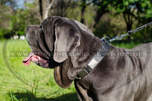 Studded Collar for Mastino Napoletano 