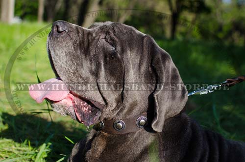 Halsband für Mastino Napoletano aus Leder mit Konchen 