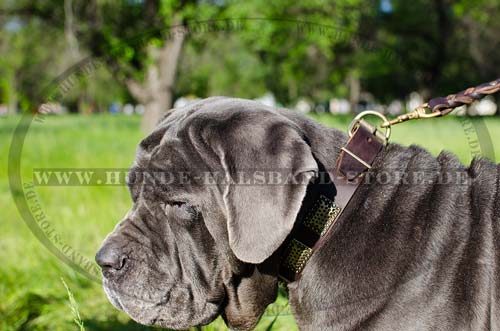 Leather Collar for Mastino Neapoletano with Metal Plates 