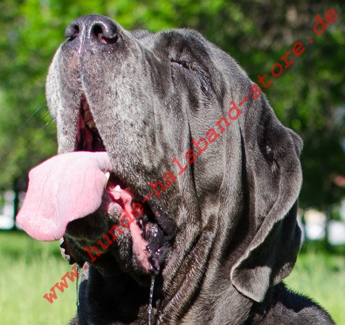 Großer Maulkorb aus Leder für Mastino Napoletano