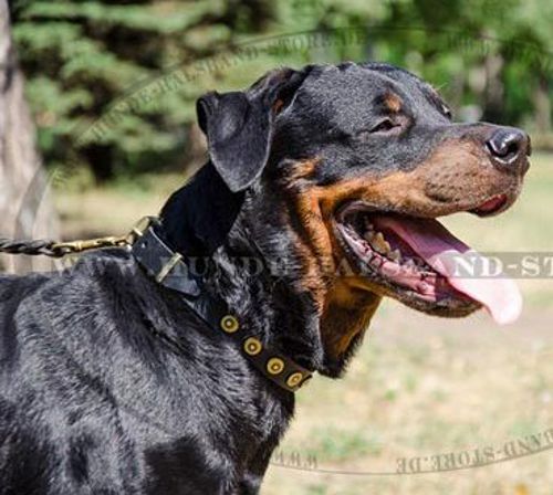 Neues Nietenhalsband mit Kreisen für Rottweiler