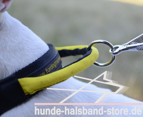 Nylon Hundehalsband mit Verschluss und dem Griff